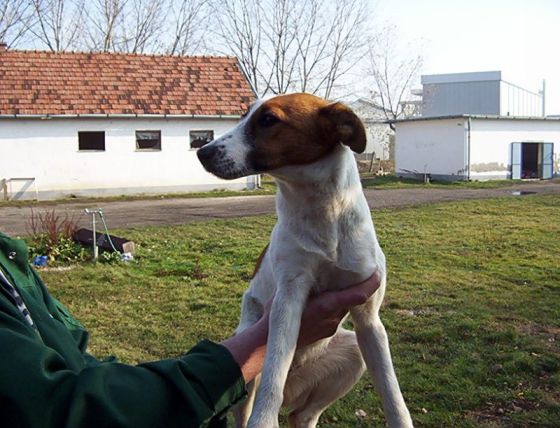 foxi