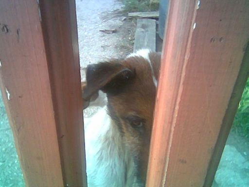 foxi